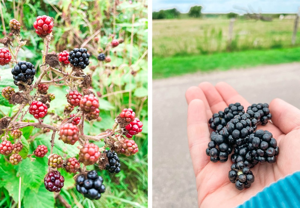 Wilde Brombeeren