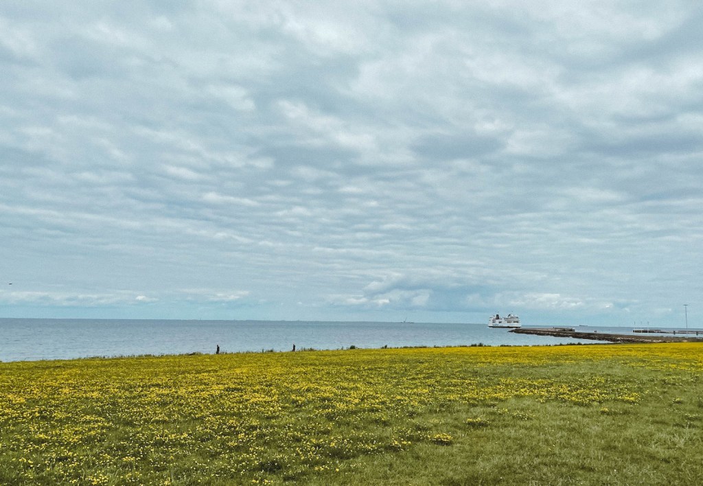 Wiese mit Hornklee und Blick auf die ein- und auslaufenden Fähren