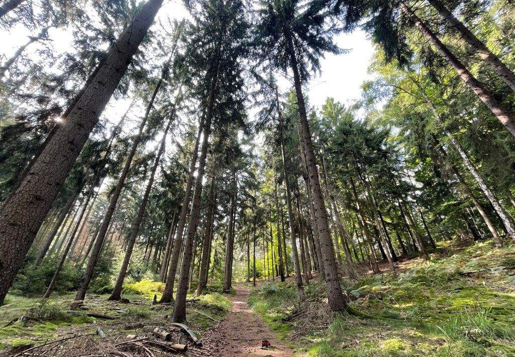 Auf dem Wanderpfad durch den Nadelwald, Sächsische Schweiz