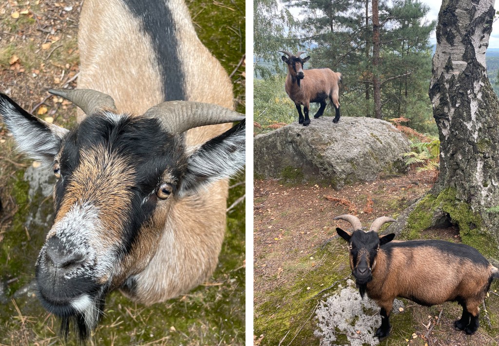 Tierische Bewegung auf dem Weg zum Signal, Sächsische Schweiz